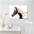 Picture of Spotted Horse _GroupedProduct_Rectangle_Landscape_Photography _GroupedProduct_Rectangle_Landscape_Canvas_Framed_