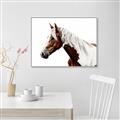 Picture of Spotted Horse _GroupedProduct_Rectangle_Landscape_Photography _GroupedProduct_Rectangle_Landscape_Canvas_Framed_