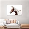 Picture of Spotted Horse _GroupedProduct_Rectangle_Landscape_Photography _GroupedProduct_Rectangle_Landscape_Canvas_Framed_