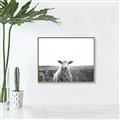 Picture of Field Sheep  _GroupedProduct_Rectangle_Landscape_Photography _GroupedProduct_Rectangle_Landscape_Canvas_Framed_