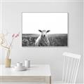 Picture of Field Sheep  _GroupedProduct_Rectangle_Landscape_Photography _GroupedProduct_Rectangle_Landscape_Canvas_Framed_