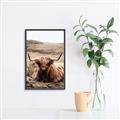 Picture of Furry Brown Cow _GroupedProduct_Rectangle_Portrait_Photography _GroupedProduct_Rectangle_Portrait_Canvas_Framed_