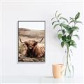 Picture of Furry Brown Cow _GroupedProduct_Rectangle_Portrait_Photography _GroupedProduct_Rectangle_Portrait_Canvas_Framed_