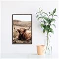 Picture of Furry Brown Cow _GroupedProduct_Rectangle_Portrait_Photography _GroupedProduct_Rectangle_Portrait_Canvas_Framed_