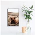 Picture of Furry Brown Cow _GroupedProduct_Rectangle_Portrait_Photography _GroupedProduct_Rectangle_Portrait_Canvas_Framed_