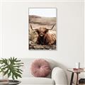 Picture of Furry Brown Cow _GroupedProduct_Rectangle_Portrait_Photography _GroupedProduct_Rectangle_Portrait_Canvas_Framed_