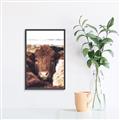 Picture of Snuggled Highland _GroupedProduct_Rectangle_Portrait_Photography _GroupedProduct_Rectangle_Portrait_Canvas_Framed_