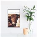 Picture of Snuggled Highland _GroupedProduct_Rectangle_Portrait_Photography _GroupedProduct_Rectangle_Portrait_Canvas_Framed_