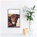 Picture of Snuggled Highland _GroupedProduct_Rectangle_Portrait_Photography _GroupedProduct_Rectangle_Portrait_Canvas_Framed_