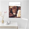 Picture of Snuggled Highland _GroupedProduct_Rectangle_Portrait_Photography _GroupedProduct_Rectangle_Portrait_Canvas_Framed_