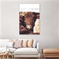 Picture of Snuggled Highland _GroupedProduct_Rectangle_Portrait_Photography _GroupedProduct_Rectangle_Portrait_Canvas_Framed_