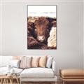 Picture of Snuggled Highland _GroupedProduct_Rectangle_Portrait_Photography _GroupedProduct_Rectangle_Portrait_Canvas_Framed_