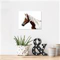 Picture of Spotted Horse _GroupedProduct_Rectangle_Landscape_Photography _GroupedProduct_Rectangle_Landscape_Unframed_Print_Only_