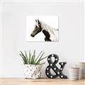 Picture of Spotted Horse _GroupedProduct_Rectangle_Landscape_Photography _GroupedProduct_Rectangle_Landscape_Unframed_Print_Only_