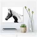 Picture of Spotted Horse _GroupedProduct_Rectangle_Landscape_Photography _GroupedProduct_Rectangle_Landscape_Unframed_Print_Only_
