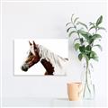 Picture of Spotted Horse _GroupedProduct_Rectangle_Landscape_Photography _GroupedProduct_Rectangle_Landscape_Unframed_Print_Only_