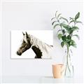 Picture of Spotted Horse _GroupedProduct_Rectangle_Landscape_Photography _GroupedProduct_Rectangle_Landscape_Unframed_Print_Only_