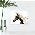Picture of Spotted Horse _GroupedProduct_Rectangle_Landscape_Photography _GroupedProduct_Rectangle_Landscape_Unframed_Print_Only_