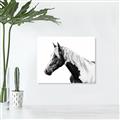 Picture of Spotted Horse _GroupedProduct_Rectangle_Landscape_Photography _GroupedProduct_Rectangle_Landscape_Unframed_Print_Only_
