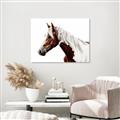 Picture of Spotted Horse _GroupedProduct_Rectangle_Landscape_Photography _GroupedProduct_Rectangle_Landscape_Unframed_Print_Only_