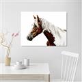 Picture of Spotted Horse _GroupedProduct_Rectangle_Landscape_Photography _GroupedProduct_Rectangle_Landscape_Unframed_Print_Only_