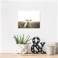 Picture of Field Sheep  _GroupedProduct_Rectangle_Landscape_Photography _GroupedProduct_Rectangle_Landscape_Unframed_Print_Only_