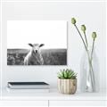 Picture of Field Sheep  _GroupedProduct_Rectangle_Landscape_Photography _GroupedProduct_Rectangle_Landscape_Unframed_Print_Only_