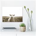 Picture of Field Sheep  _GroupedProduct_Rectangle_Landscape_Photography _GroupedProduct_Rectangle_Landscape_Unframed_Print_Only_