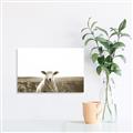 Picture of Field Sheep  _GroupedProduct_Rectangle_Landscape_Photography _GroupedProduct_Rectangle_Landscape_Unframed_Print_Only_