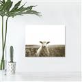 Picture of Field Sheep  _GroupedProduct_Rectangle_Landscape_Photography _GroupedProduct_Rectangle_Landscape_Unframed_Print_Only_