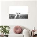 Picture of Field Sheep  _GroupedProduct_Rectangle_Landscape_Photography _GroupedProduct_Rectangle_Landscape_Unframed_Print_Only_
