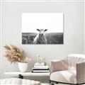 Picture of Field Sheep  _GroupedProduct_Rectangle_Landscape_Photography _GroupedProduct_Rectangle_Landscape_Unframed_Print_Only_
