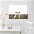 Picture of Field Sheep  _GroupedProduct_Rectangle_Landscape_Photography _GroupedProduct_Rectangle_Landscape_Unframed_Print_Only_