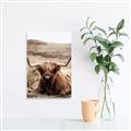 Picture of Furry Brown Cow _GroupedProduct_Rectangle_Portrait_Photography _GroupedProduct_Rectangle_Portrait_Unframed_Print_Only_