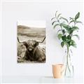 Picture of Furry Brown Cow _GroupedProduct_Rectangle_Portrait_Photography _GroupedProduct_Rectangle_Portrait_Unframed_Print_Only_