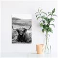 Picture of Furry Brown Cow _GroupedProduct_Rectangle_Portrait_Photography _GroupedProduct_Rectangle_Portrait_Unframed_Print_Only_