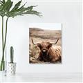 Picture of Furry Brown Cow _GroupedProduct_Rectangle_Portrait_Photography _GroupedProduct_Rectangle_Portrait_Unframed_Print_Only_