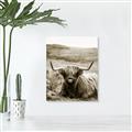 Picture of Furry Brown Cow _GroupedProduct_Rectangle_Portrait_Photography _GroupedProduct_Rectangle_Portrait_Unframed_Print_Only_