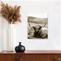 Picture of Furry Brown Cow _GroupedProduct_Rectangle_Portrait_Photography _GroupedProduct_Rectangle_Portrait_Unframed_Print_Only_