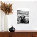 Picture of Furry Brown Cow _GroupedProduct_Rectangle_Portrait_Photography _GroupedProduct_Rectangle_Portrait_Unframed_Print_Only_
