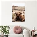 Picture of Furry Brown Cow _GroupedProduct_Rectangle_Portrait_Photography _GroupedProduct_Rectangle_Portrait_Unframed_Print_Only_