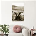 Picture of Furry Brown Cow _GroupedProduct_Rectangle_Portrait_Photography _GroupedProduct_Rectangle_Portrait_Unframed_Print_Only_
