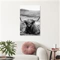 Picture of Furry Brown Cow _GroupedProduct_Rectangle_Portrait_Photography _GroupedProduct_Rectangle_Portrait_Unframed_Print_Only_