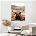 Picture of Furry Brown Cow _GroupedProduct_Rectangle_Portrait_Photography _GroupedProduct_Rectangle_Portrait_Unframed_Print_Only_