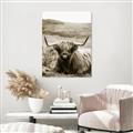 Picture of Furry Brown Cow _GroupedProduct_Rectangle_Portrait_Photography _GroupedProduct_Rectangle_Portrait_Unframed_Print_Only_