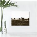 Picture of Cow Field  _GroupedProduct_Rectangle_Landscape_Photography _GroupedProduct_Rectangle_Landscape_Unframed_Print_Only_