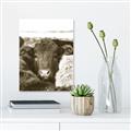 Picture of Snuggled Highland _GroupedProduct_Rectangle_Portrait_Photography _GroupedProduct_Rectangle_Portrait_Unframed_Print_Only_