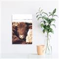 Picture of Snuggled Highland _GroupedProduct_Rectangle_Portrait_Photography _GroupedProduct_Rectangle_Portrait_Unframed_Print_Only_