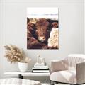 Picture of Snuggled Highland _GroupedProduct_Rectangle_Portrait_Photography _GroupedProduct_Rectangle_Portrait_Unframed_Print_Only_