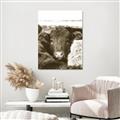 Picture of Snuggled Highland _GroupedProduct_Rectangle_Portrait_Photography _GroupedProduct_Rectangle_Portrait_Unframed_Print_Only_